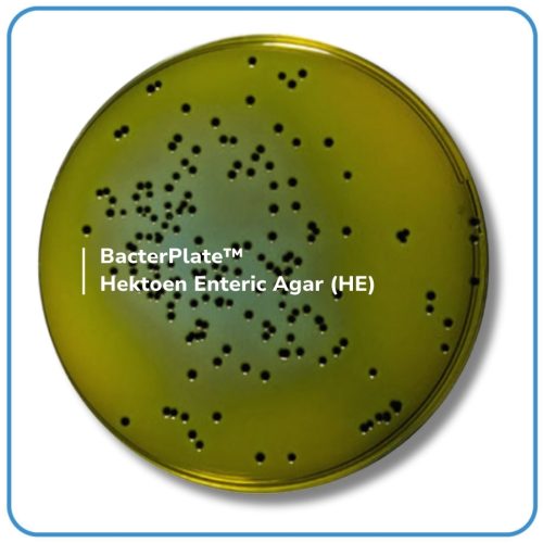 BacterPlate™ Hektoen Enteric Agar (HE)
