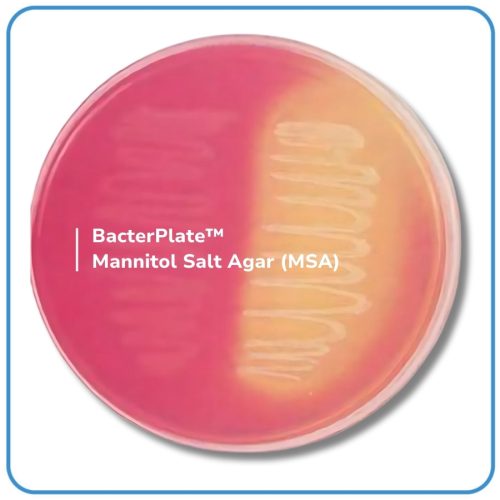 BacterPlate™ Mannitol Salt Agar (MSA)