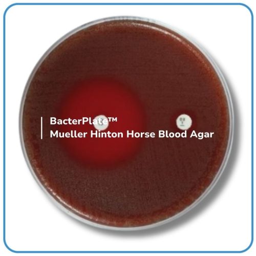 BacterPlate™ Mueller Hinton Agar Máu Ngựa (MHHBA)